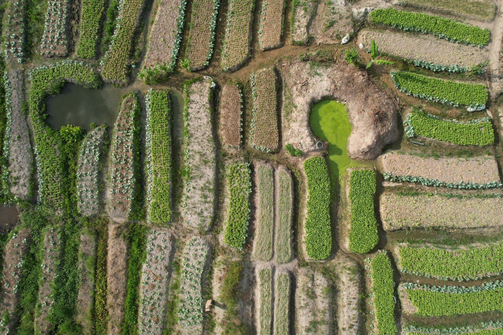 Vue aérienne de parcelles agricoles et de bassins d&rsquo;eau.
